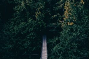 Read more about the article Going back to the wild