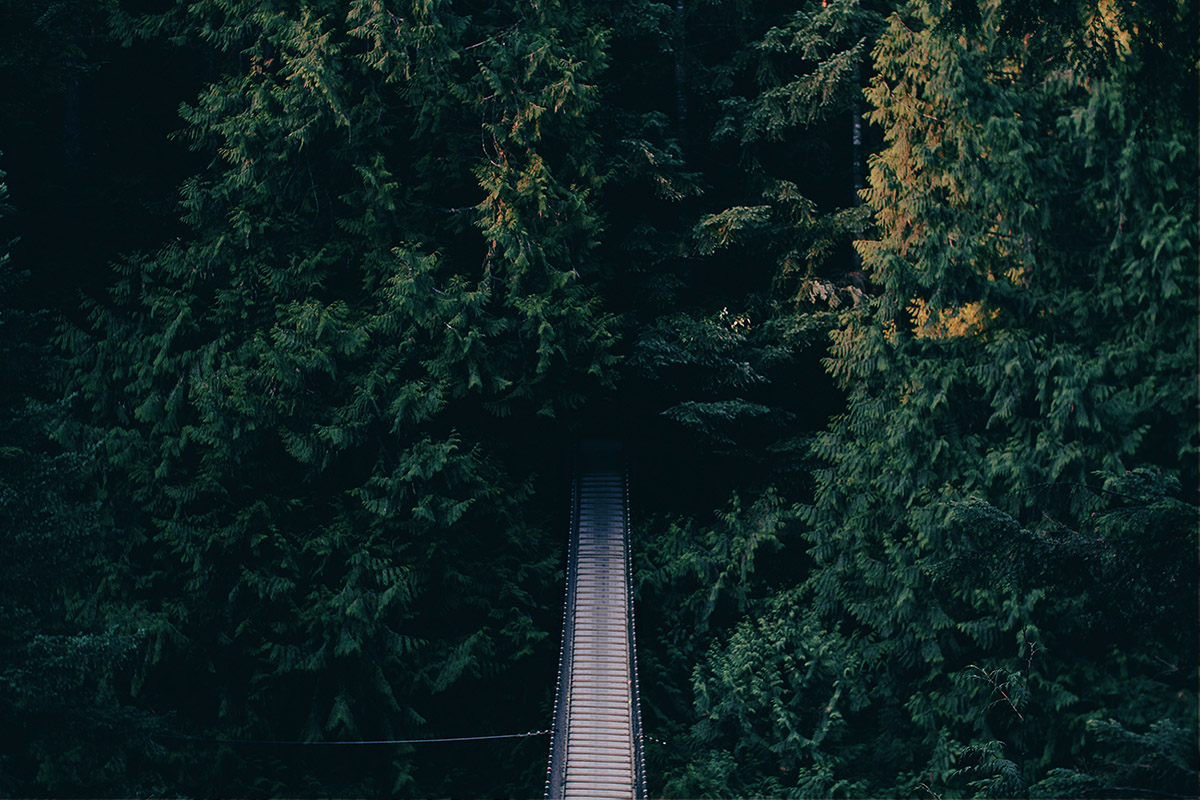 Read more about the article Going back to the wild